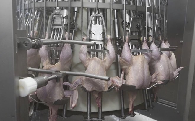 Six important points for a top evisceration operation